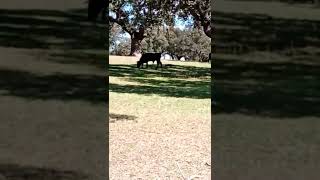 🍄🐂Los mejores sitios de Setas vigiladas por los Toros🐂🐂🐕🏃‍♂️🏃‍♂️🌳 [upl. by Blayze287]