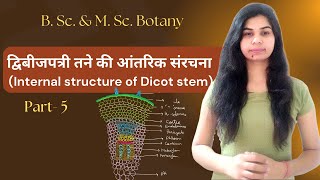 द्विबीजपत्री तने की आंतरिक संरचना Internal structure of Dicot stem  B Sc amp M Sc Botany [upl. by Patrick]