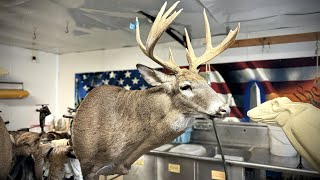 MOUNTING A MONSTER GIANT palmated rack buck pushing 300 lbs [upl. by Nauqes]