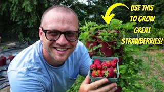 The Secret to Growing THE BEST STRAWBERRIES  GREENSTALK LEAF PLANTER [upl. by Brendan]