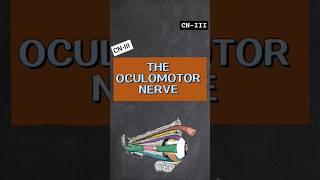 Oculomotor Nerve  1 minute Anatomy of CNIII  Origin Course Termination [upl. by Emawk591]