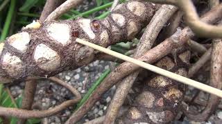 Big amp Old Philodendron xanadu  Thaumatophyllum [upl. by Analim]