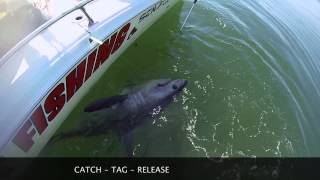 Shark Fishing on the Bay of Fundy  St Andrews Sport Fishing Co [upl. by Wilen]