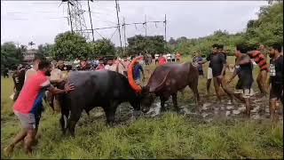 Big red horns Goa bullfight [upl. by Wilmott627]