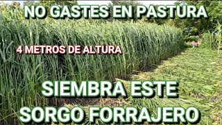 ¡¡EL FORRAJE MÁS BARATO QUE PUEDAS SEMBRAR 🌱🌾☘️ [upl. by Machos]