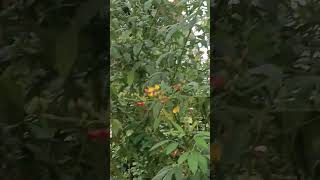 Arhar dal plant🌾🌿minivlog trending trendingmusic shorts viral youtubeshorts deepawali [upl. by Ennaegroeg865]