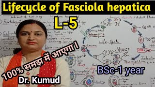 Fasciola hepaticaLifecycle of Fasciola hepaticaLiver FlukeL5BSc1stYearZoologyPGTTGTDrkumud [upl. by Case495]