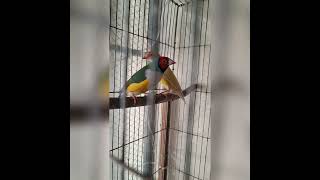 Gouldian finch breeding birdsstorychannel [upl. by Donia]