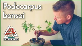 Podocarpus Bonsai  Trim and repot [upl. by Fransis224]