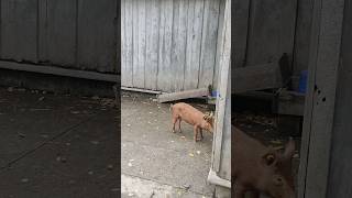 Piglet is about place pig pigs animal animals toronto trending viral shortsviral vlog [upl. by Moselle]