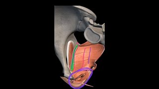 Pelvic floor Muscles  Levetor Ani Muscles Anatomy Tendinous Arch  Anococcygeal Body  3D Pelvis [upl. by Nessaj]