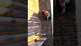 Ibex Goat new facts mostinteresting news ytshorts latest amazingfacts [upl. by Metah]