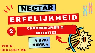 4 vwo  Erfelijkheid  2  Chromosomen en mutaties [upl. by Nannarb990]