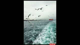 How Do Birds Fly 🦅 The Power of Wings facts explore [upl. by Teak]