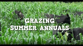 Grazing Summer Annuals [upl. by Crain]