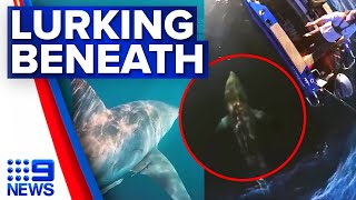 Queensland fisherman circled by massive great white shark  9 News Australia [upl. by Lorsung520]