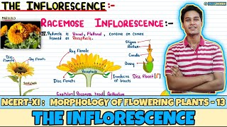 Morphology of Flowering Plants Lec 13 The Inflorescence Class 11 NEET Neetology [upl. by Prady94]