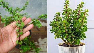 How to propagate jade plant  Jade plant propagation [upl. by Swane]