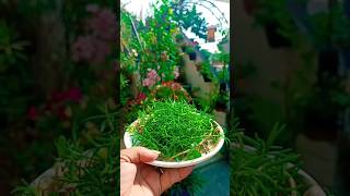 Portulaca moss rose Grandiflora garden decoration ideas gardenflowerplants ytshorts viralshorts [upl. by Harikahs]