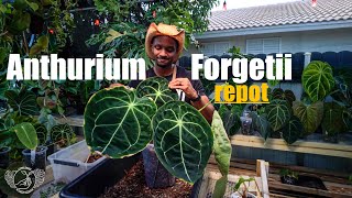 REPOTTING MY GIANT ANTHURIUM FORGETII  Trying a new soilless potting mix 🌱 [upl. by Prunella]