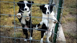 Puppies Pods Poles and Press Wheels  Welker Farms Inc [upl. by Nolyarb]