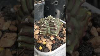 Gymnocalycium Kikko Transformer transform gymnocalycium cactus [upl. by Notyarb]