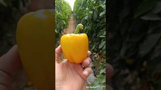 Pepper 🫑 🌶️ poivron farming garden biougra agriculture ia nature [upl. by Gaspar987]