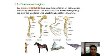 organos vestigiales homologos y analogos [upl. by Hudson310]