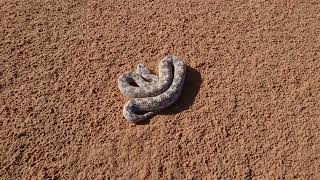 Saharan Horned Viper Cerastes cerastes in the wild  Tunisia 2018 [upl. by Starinsky]