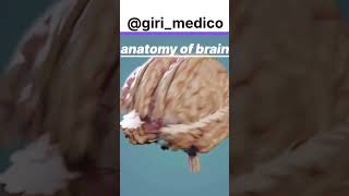 Anatomy of brain 🧠anatomy physiology doctor shorts science biology medical structure neet [upl. by Ynoffit]