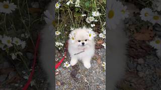 Teacup Pomeranian dog in India  cute small pomeranian puppies  Teacup dog price dog shorts cute [upl. by Eened]