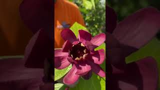 Learn About Carolina Allspice Calycanthus Aphrodite [upl. by Anderson522]