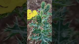 सत्यनाशी औषधी वनस्पती  Argemone mexicana Mexican poppy Mexican prickly poppy flowering thistle [upl. by Hopkins871]