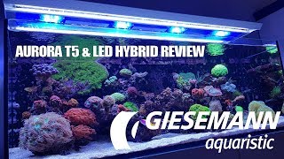 Giesemann Aurora Review  Hybrid T5LED  Red Sea Reefer [upl. by Nwahsal518]