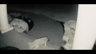 VIDEO 3 coyotes in Crestwood yard [upl. by Klein147]