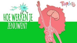 HOE WERKEN JE ZENUWEN  TOPDOKS ANIMATIE [upl. by Auburta]