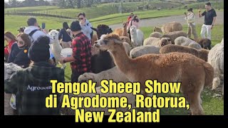 Tengok Sheep Show di Agrodome Rotorua  New Zealand [upl. by Ronalda]