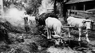 Ländliches Leben in Mittelfranken um 1900 [upl. by Lerraj818]