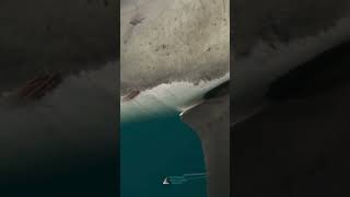 Claspers up close greatwhite sharkscience sharkencounter ocean [upl. by Norreg746]