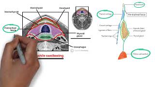 Deep Fascia Of The Neck and Thyroid  MRCS Revision بالعربي  MRCS Academy [upl. by Arama]