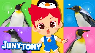 🐧Penguin Dance  Lets Sing and Dance Together with Penguins  Animal Songs for Kids  JunyTony [upl. by Dietrich655]