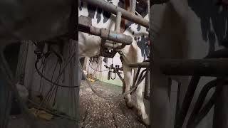 Amazing  shorts  cow cowprotection dairy cowslips farm healthycows farming calving [upl. by Enyamrahc462]