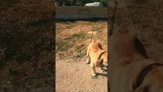 Dangerous Dogs Boerboel Bandog and canem belli [upl. by Czarra509]