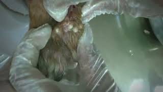 Remove Monster Mango worms from poor dog  Mango worms removal 28 [upl. by Akym808]