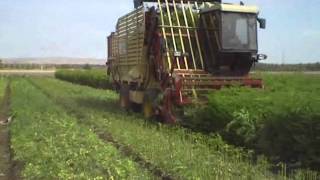 Mechanized Harvest of High Density Moringa [upl. by Bashemeth]