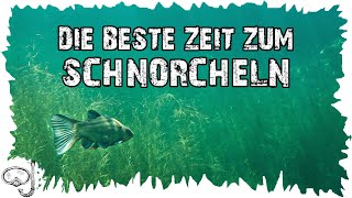 Die beste Zeit zum Schnorcheln  Schnorcheltipps  Schnorcheln für Anfänger [upl. by Atenaz]