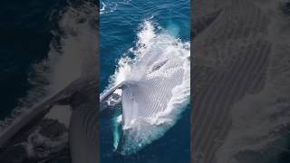 A magnificent view of Blue Whaleseawhale whales bluewhalessandiego [upl. by Elsa]