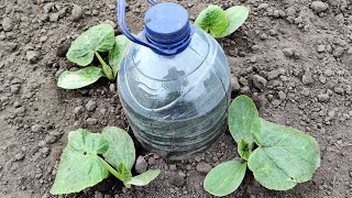 How to Make Drip Watering from a Bottle Everything Ingenious is Simple [upl. by Metts]