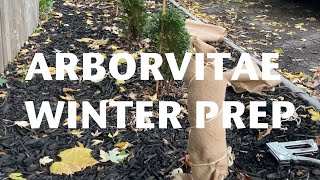 Winter Prepping Our Emerald Green Arborvitaes [upl. by Enomys]