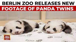 Berlin Zoo Releaes Footage Of Newborn Giant Panda Twins And Says The Cubs And Mother Are Doing Well [upl. by Cale826]